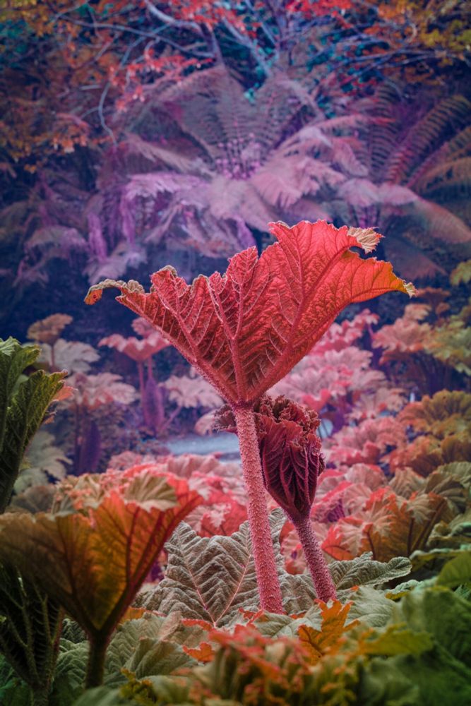 a photograph of giant rhubarb in a pinkish-orange hue