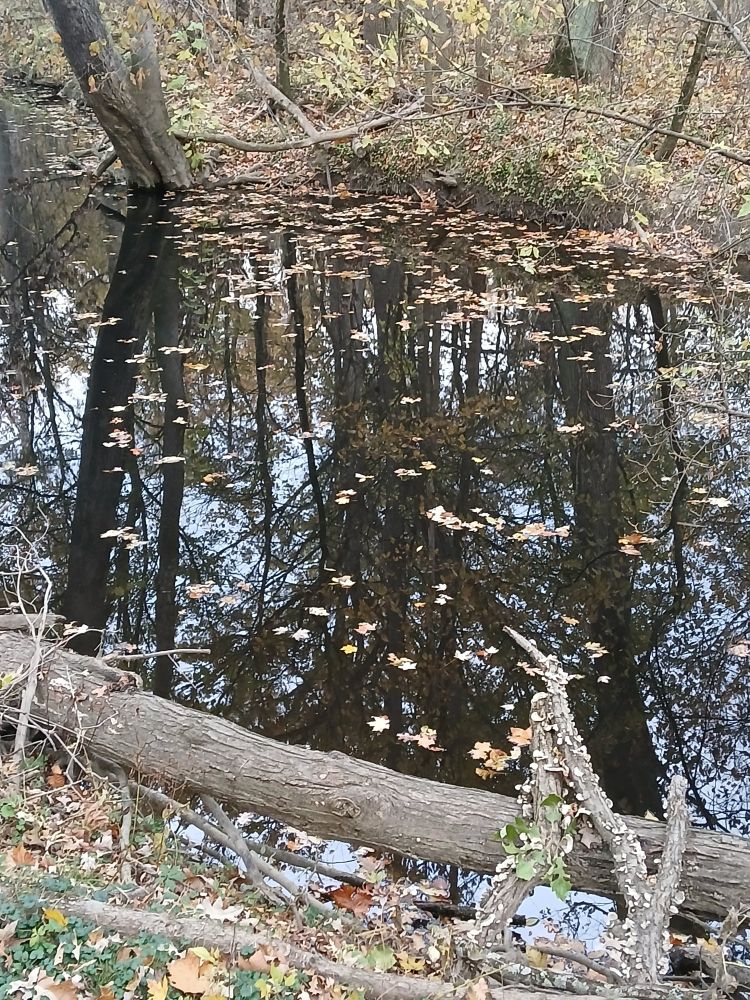 Still dark water of a creek showing a distinct reflection of the trees on the opposite shore