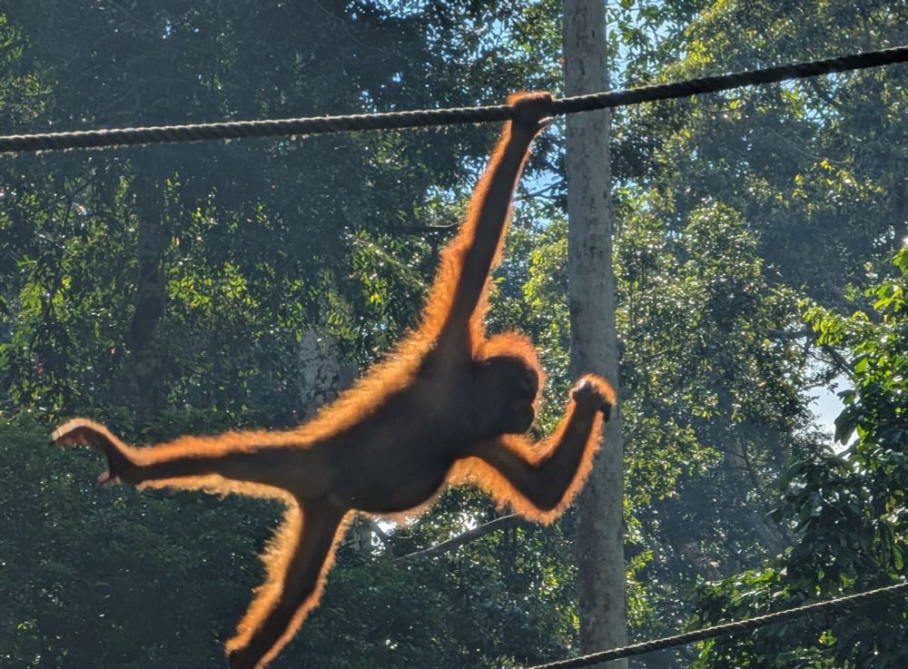 Young orangutan swinging along a rope, hanging by one arm as the sun shines through it's fur giving an orange halo outline. Sepilok Orangutan Sanctuary.