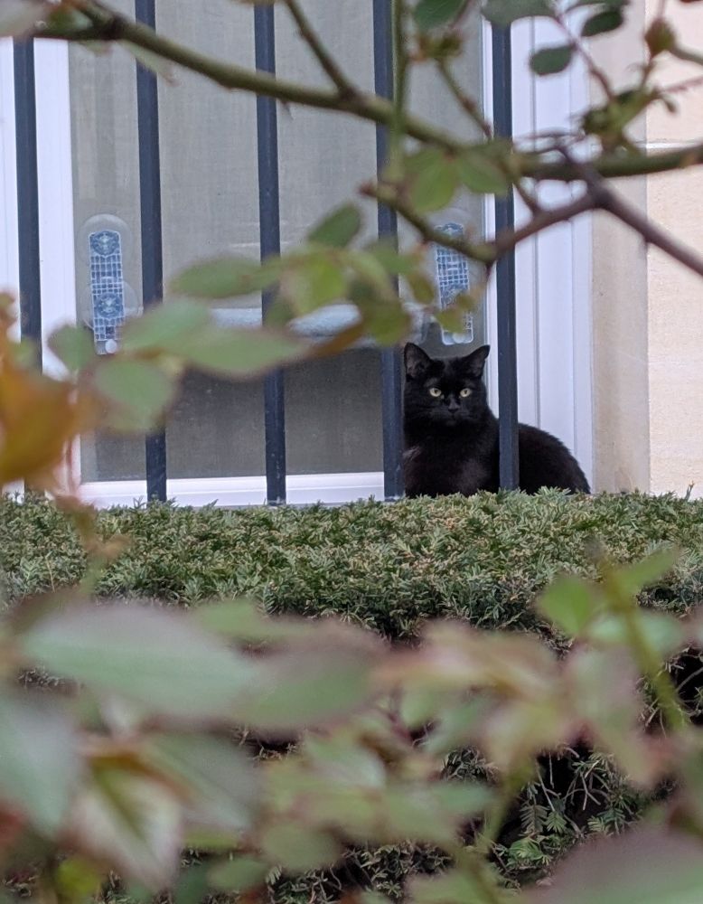 Pure black cat with gleaming yellow eyes sitting on a window ledge which has bars in front of it, and a low hedge, framed by thin branches of a rose bush just coming into leaf 