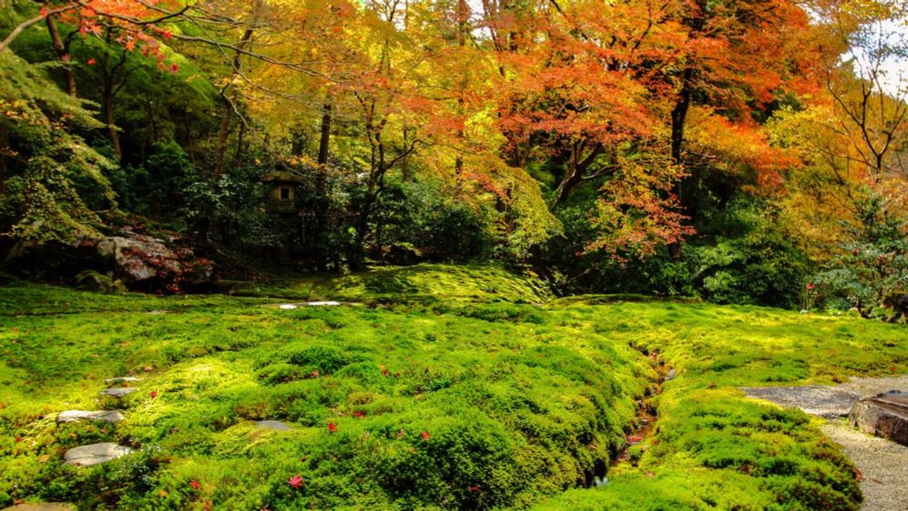 Japan’s Emerald Carpets: The Cultural Importance and Environmental Promise of Moss