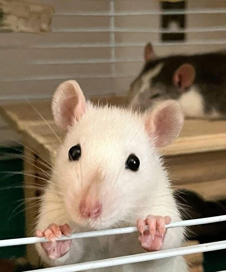 Cute white rat peeking over bars of cage