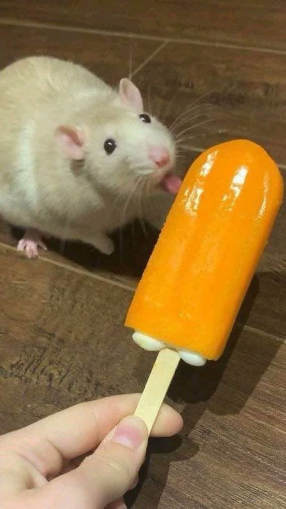 White rat licking an orange ice lolly