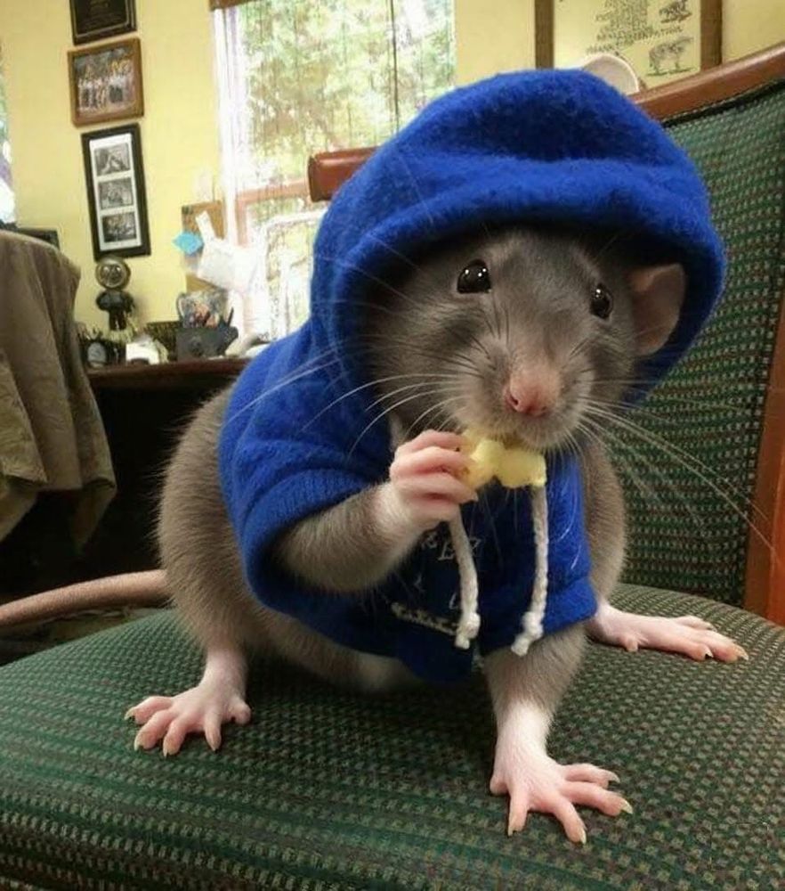 Rat in a blue hoodie eating a piece of cheese