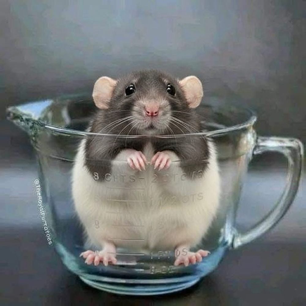 Rat in a glass jug