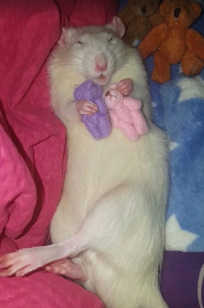 Rat with tiny pink and purple teddy bears 