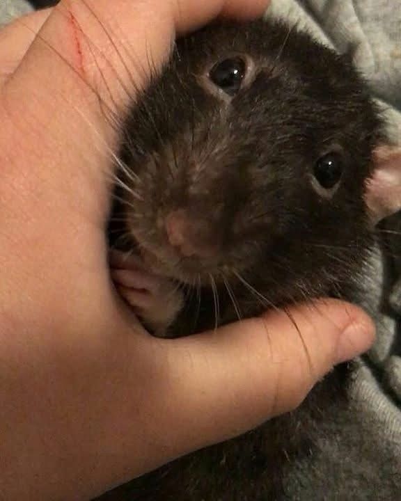 Cute rat