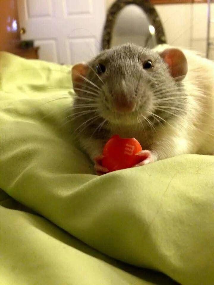 Cute rat eating strawberry on a green bed cover 