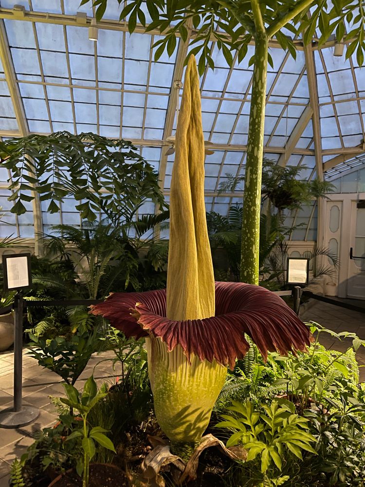 Scarlett the corpse flower blooming at SF conservatory of flowers 