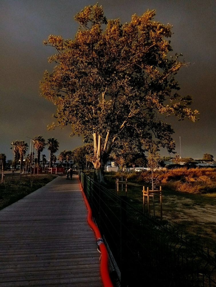 Ciel chargé de fumé avec arbre et tuyau rouge courant le long d’une passerelle.