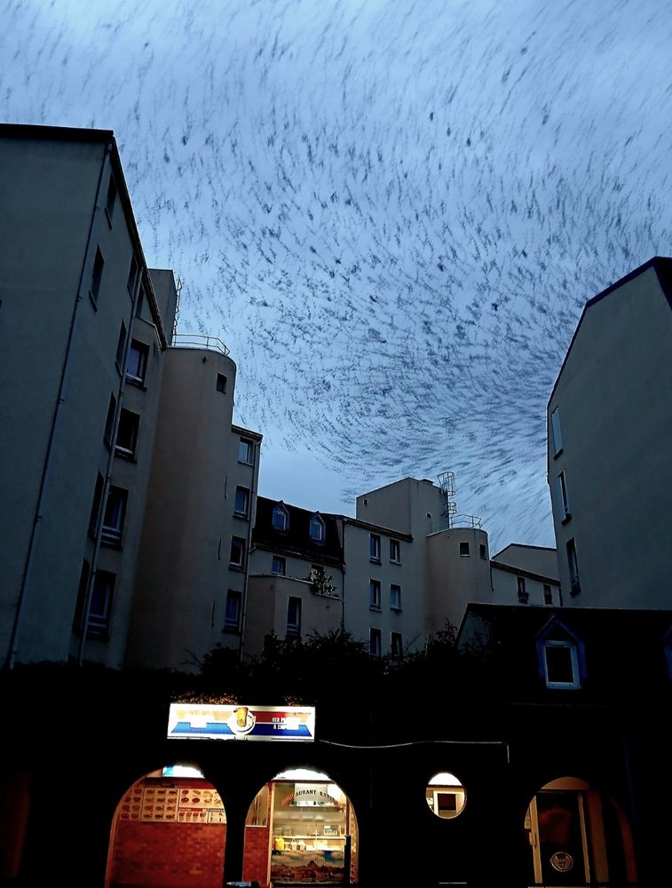 Des étourneaux tournoient au-dessus des immeubles et d’un Kebab.