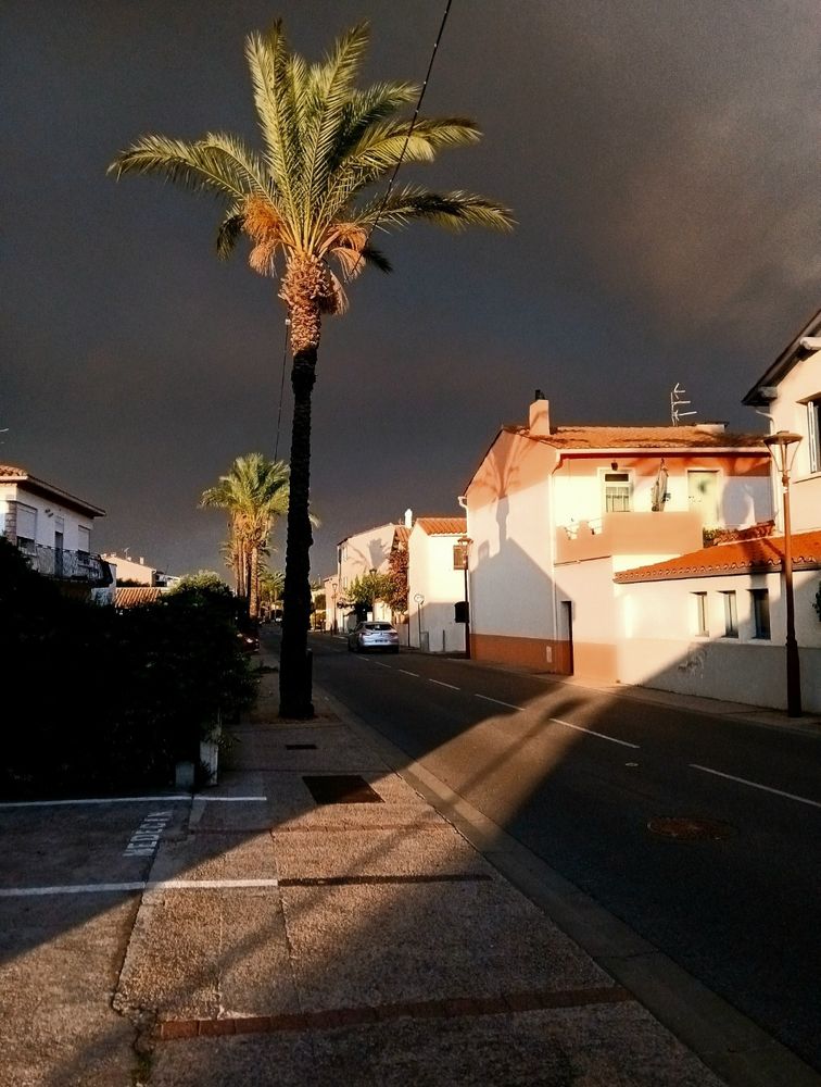 Palmier sur fond de ciel chargé de fumée et coucher de soleil.