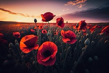 Poppies in a field