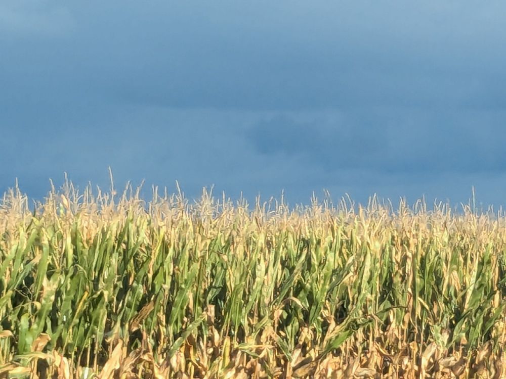 Von der Sonne angestrahltes Maisfeld. Der Himmel ist Graublau.