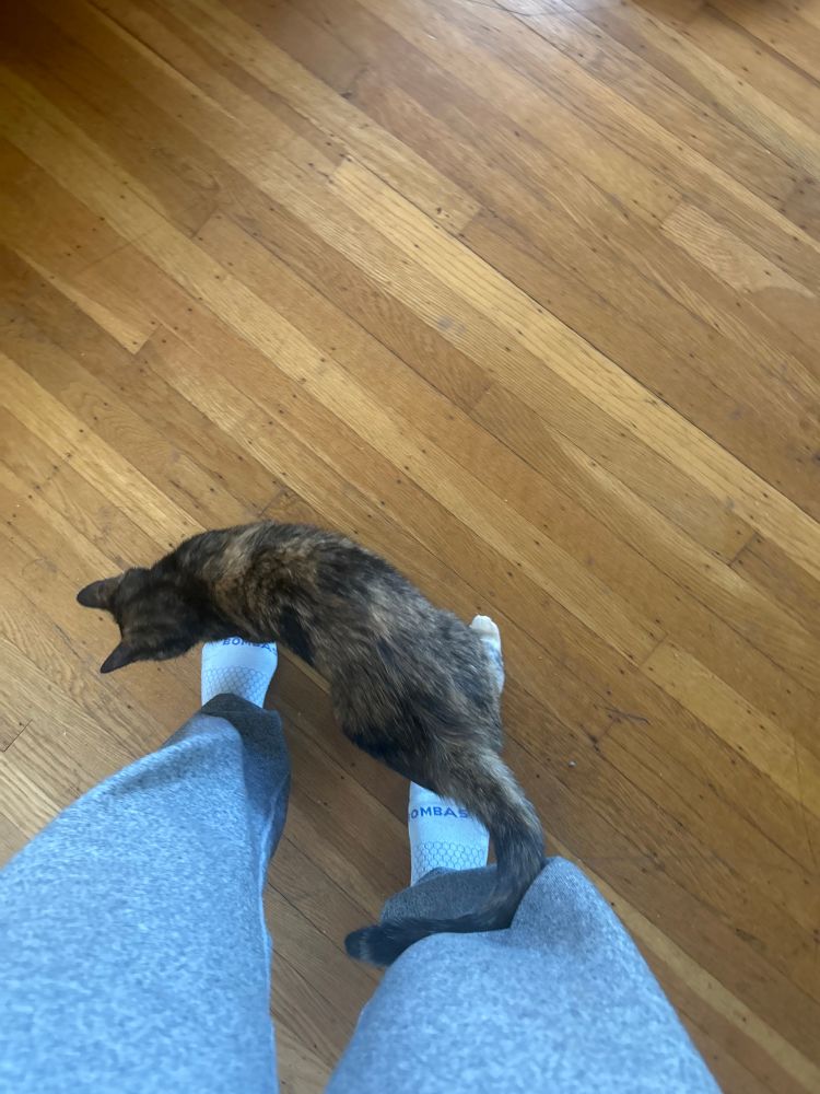 A tortie cat stands right in front of my feet