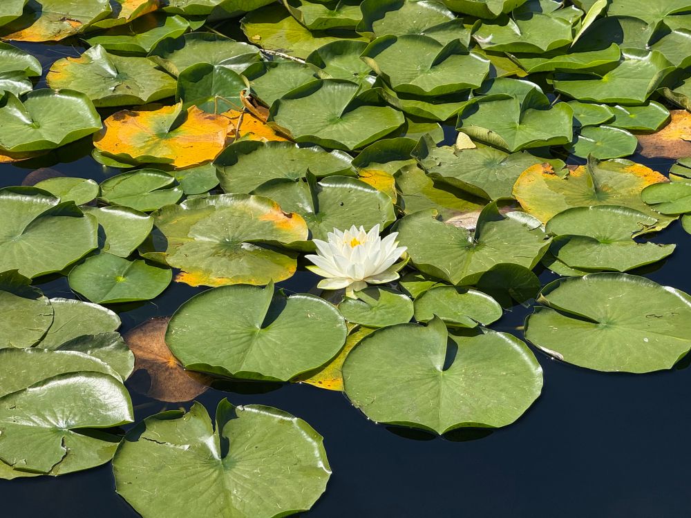 Close up of perfectly bloomed waterlily surrounded by lily pads on a lake