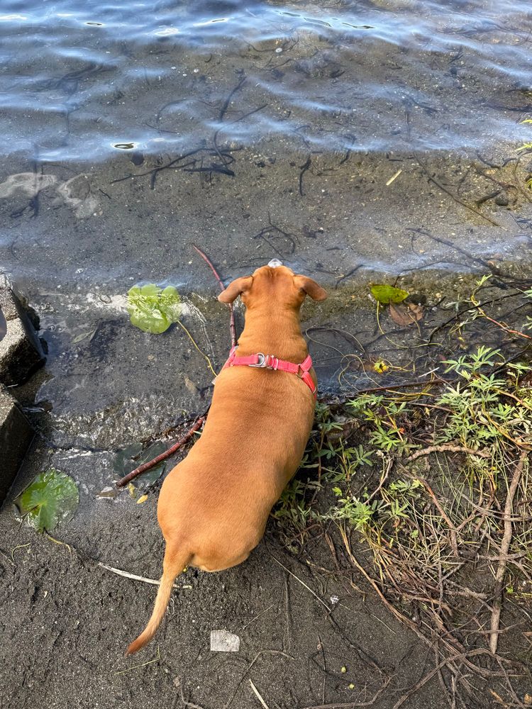 Pitbull corgi mix standing on sand and water looking out towards the water coming in. The water is pretty clear, we’re at a lake