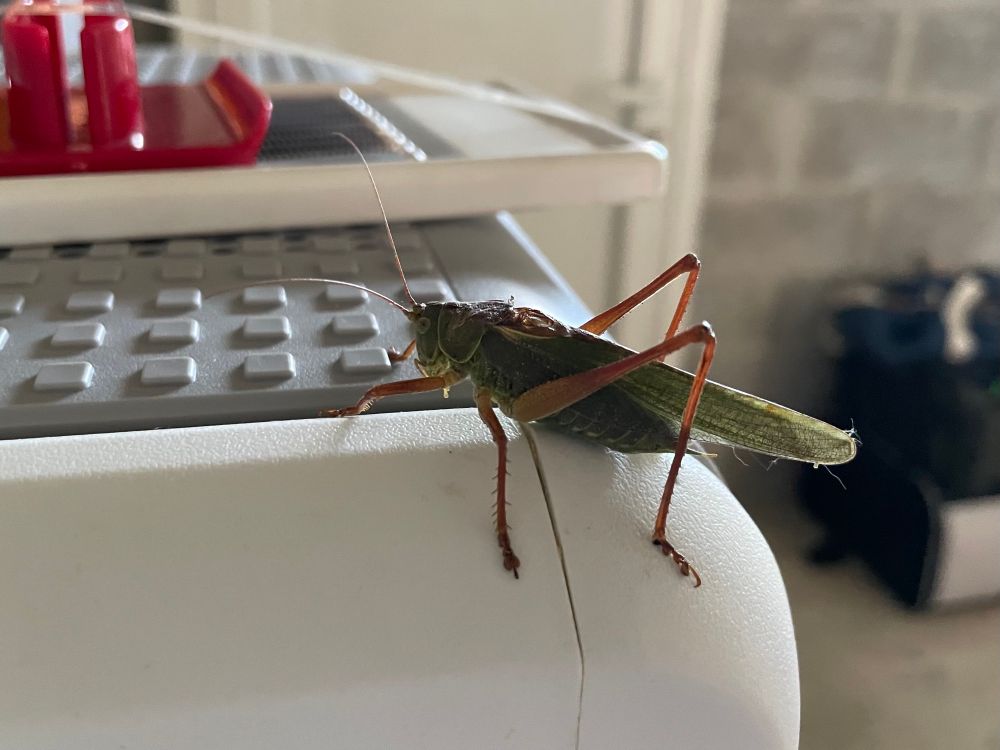 Insecte probablement de la famille des sauterelles/criquets.