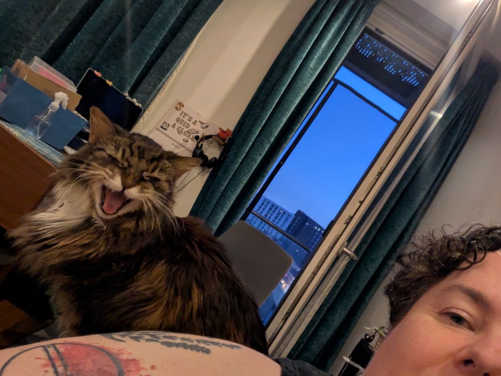 Me on the sofa, a long haired cat is behind me, she is shouting at me 