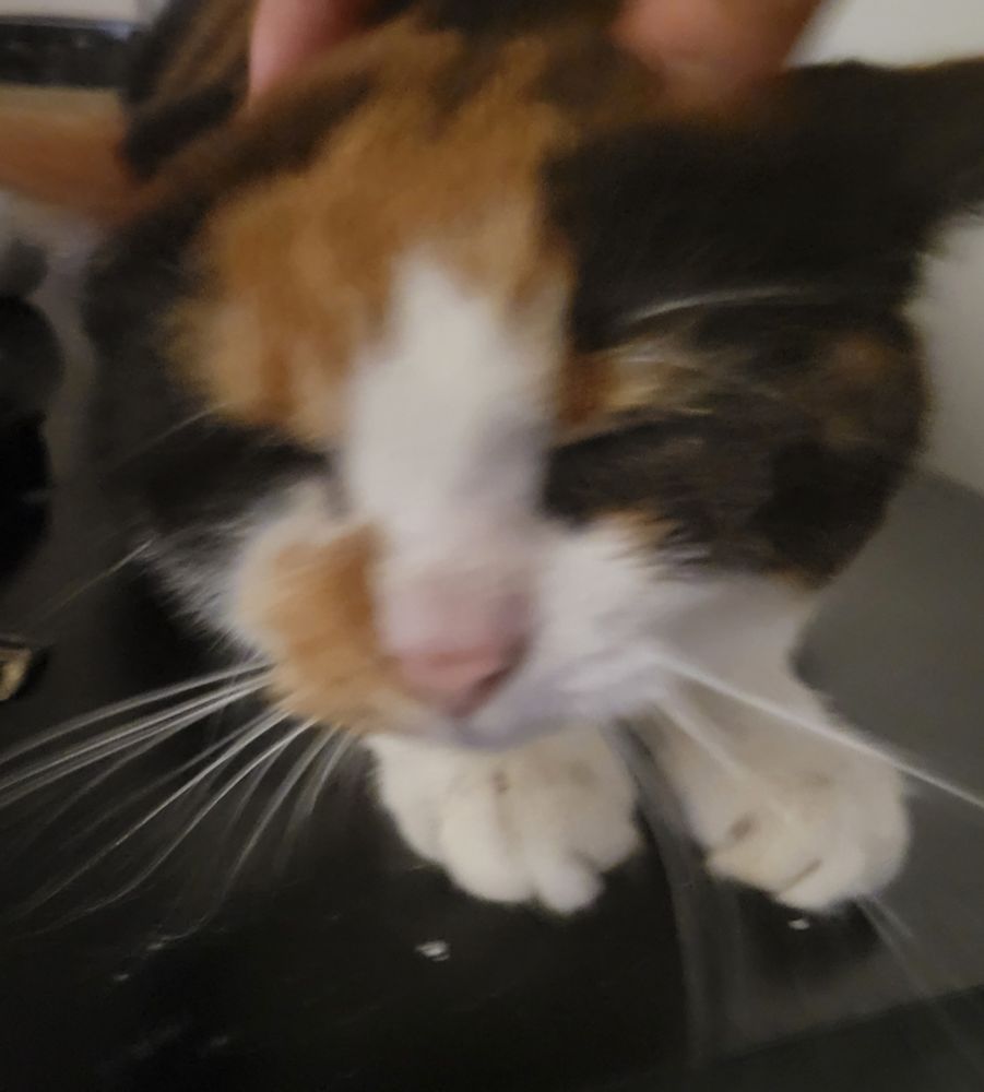 Photo of my calico cat. She's making a funny face 