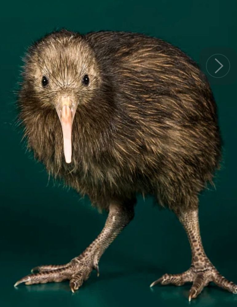 Coloured screen shot:

A close-up image of a brown kiwi bird standing on a dark green background. The kiwi faces forward with its long beak pointing directly at the camera, its small eyes wide open, and its feathers appearing soft and fluffy.