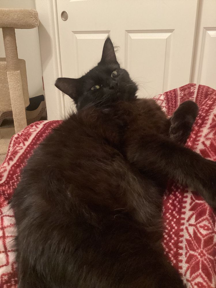 Black cat lying down looking at the camera on his red blanket