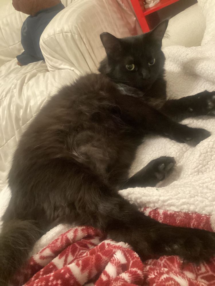 Black cat looking at the camera on his white blanket