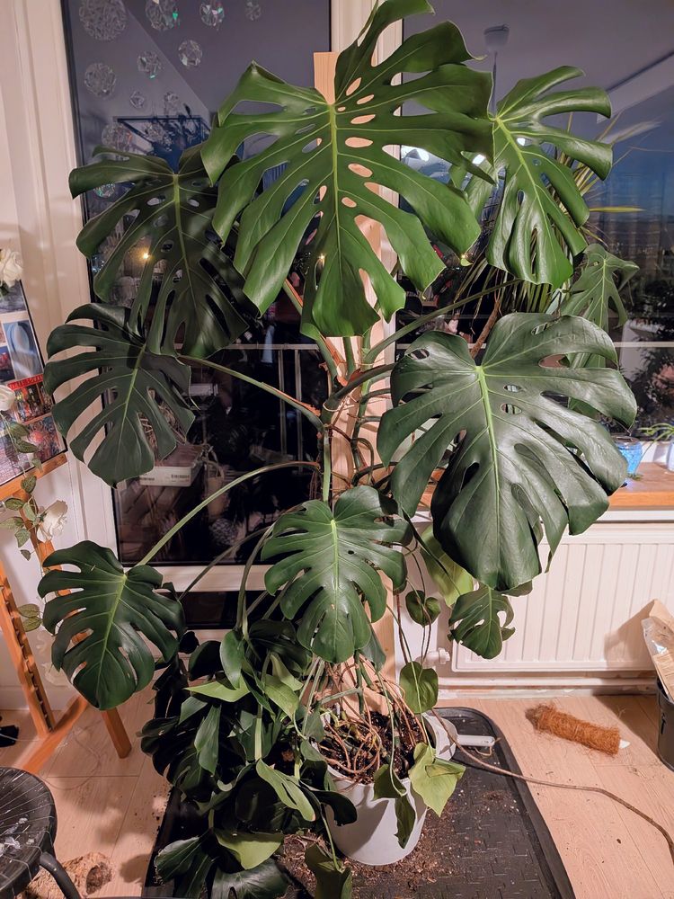 Une monstera d'environ 1m60 avec ses feuilles supérieures d'environ 60cm
