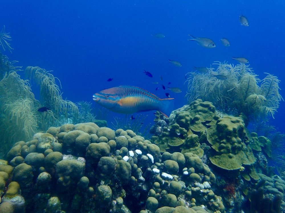 A princess parrotfish swims over a coral reef with a large Orbicella coral that has several distinctive white parrotfish bite scars on it.