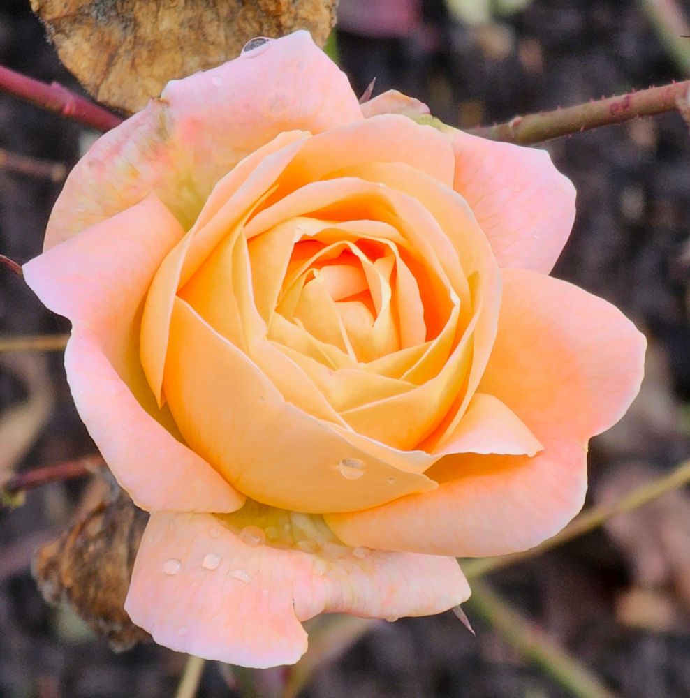 This half-open rose is at its most beautiful stage. Its colour is a combination of pale pink and apricot, with the tightly-packed apricot centre petals shading to pink in its outer petals.