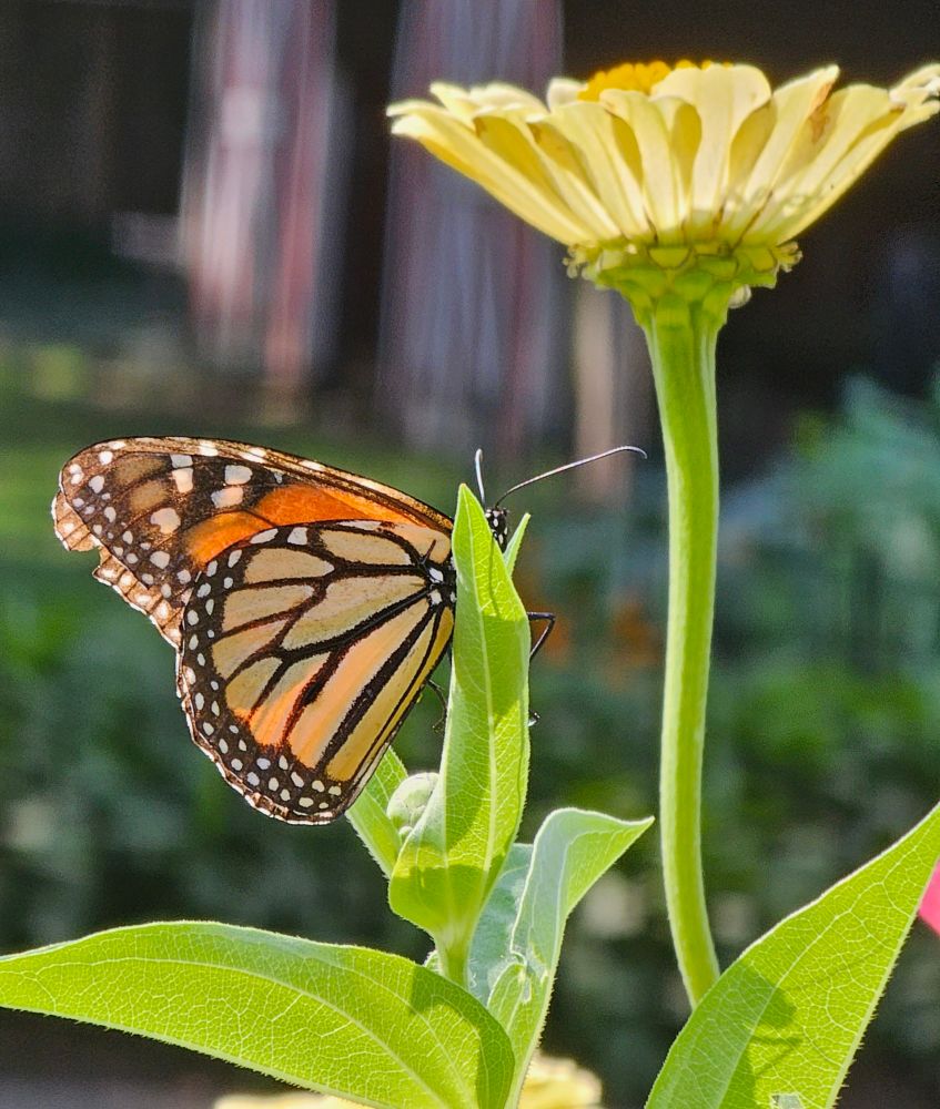 A cream zinnia with a butterfly, probably a monarch, sitting on one of its leaves