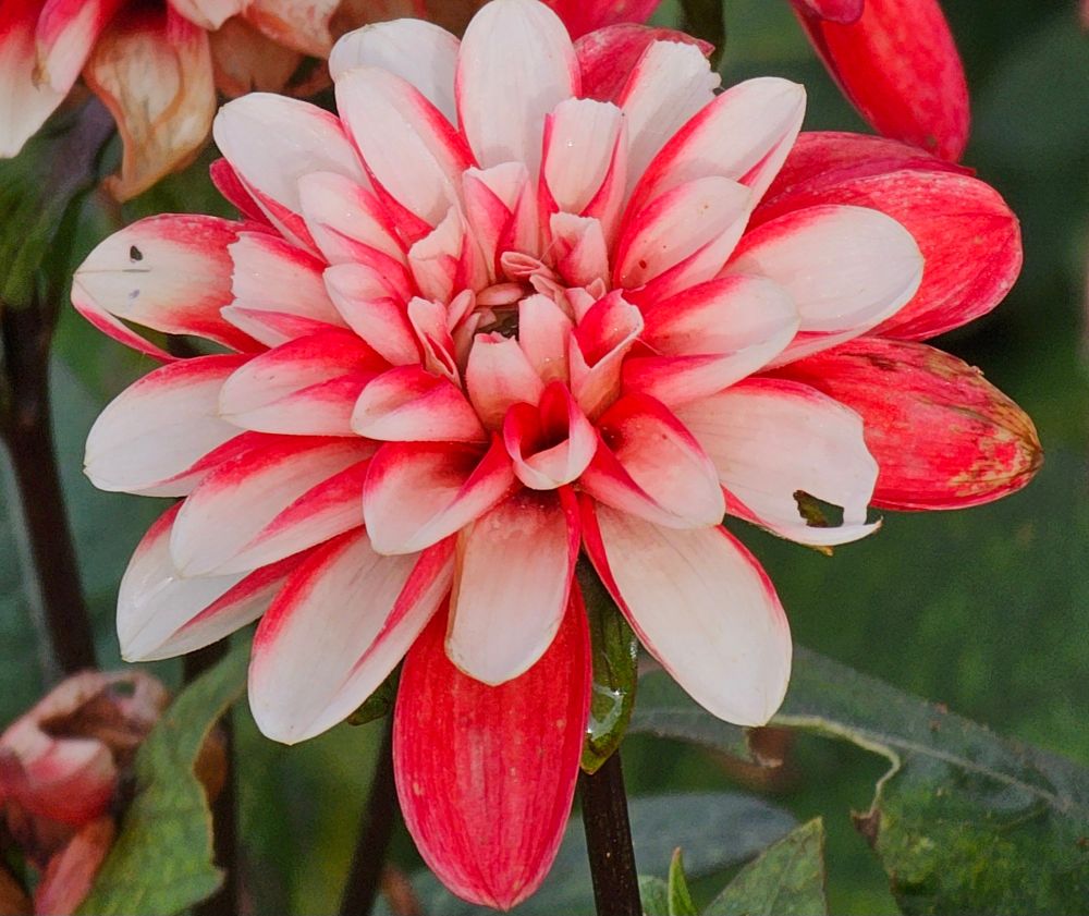 Dahlia Pacific Time is red and white with a few pure red outside petals, and most white splashed with red.