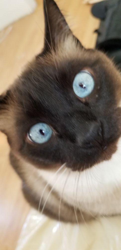 A siamese cat mix with large blue eyes