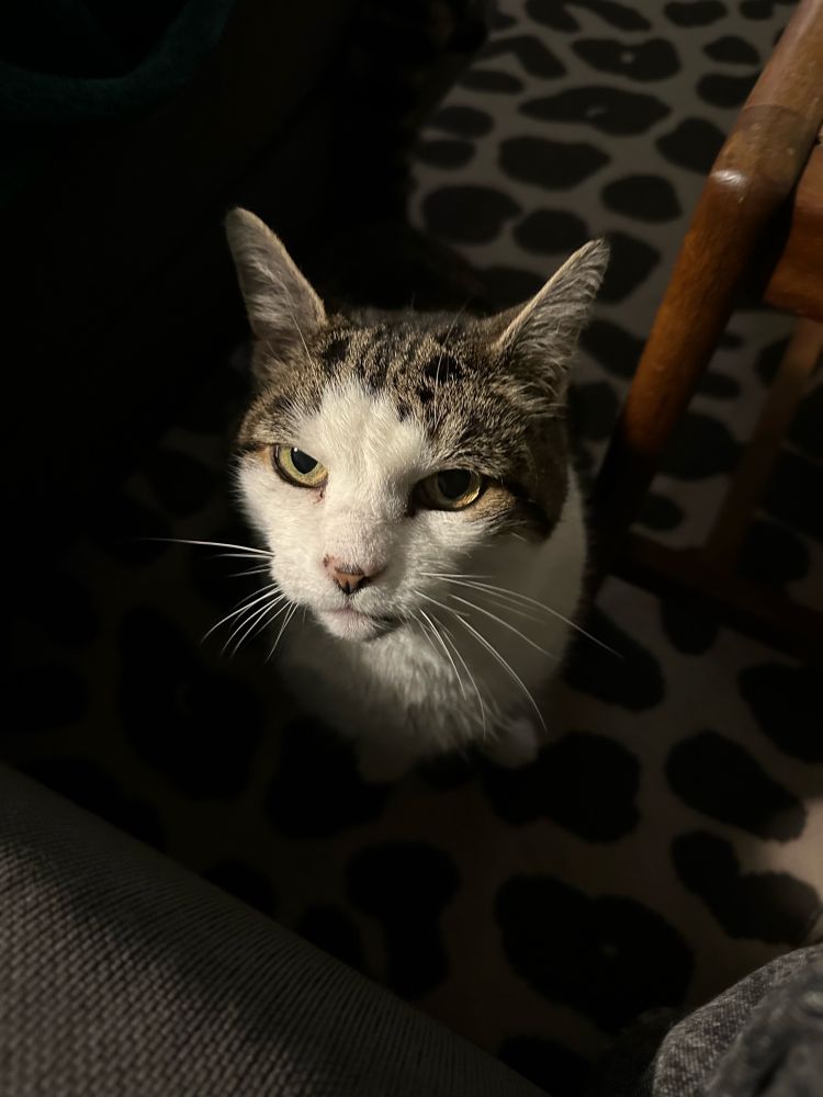 A white and grey tabby cat - his face is white and the tabby starts on his head. He’s in a dark room, his face in light and his body in shadow. He’s sat on the floor facing the camera, looking very handsome. 