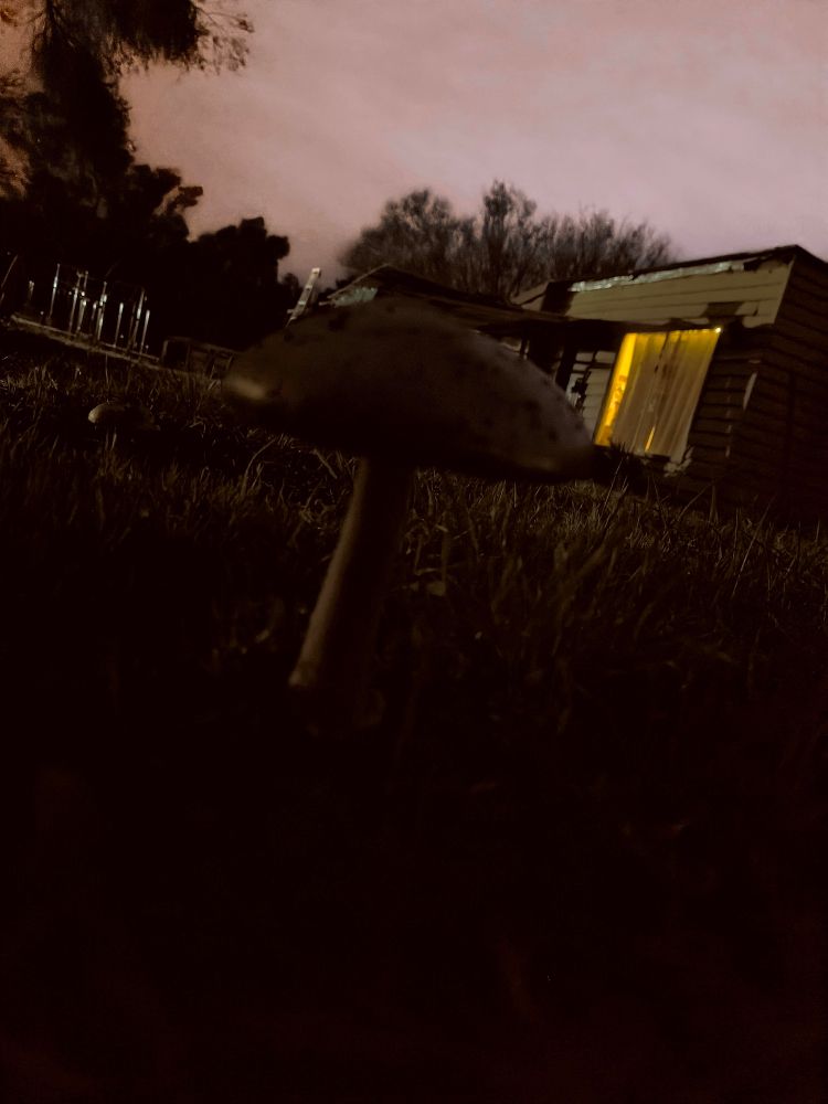 It's dark, in the background the sky is pink. You can see light reflecting off the monkey bars in the backyard. There's a lit window. In the foreground is a poorly lit mushroom. Skinny stalk big top.