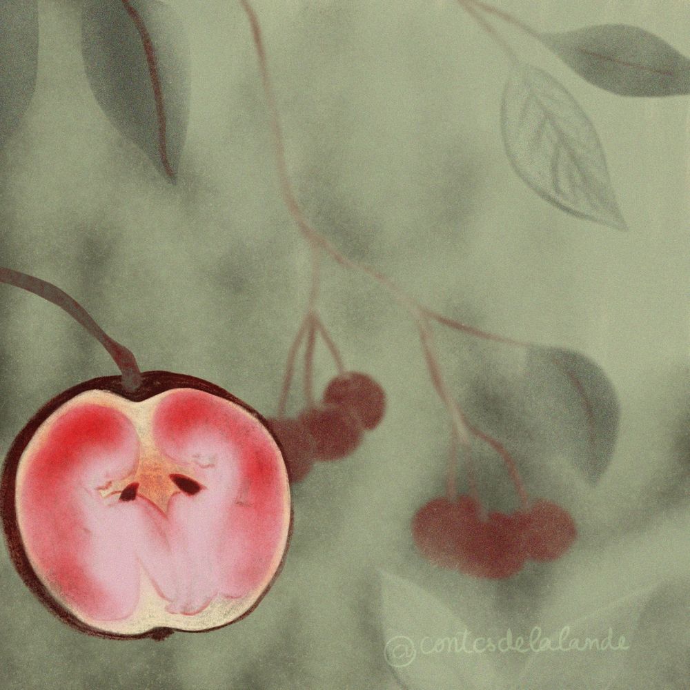 Digital illustration of a crab apple cut in half showing two tiny fairies sleeping inside it, several branches with leaves and fruits are hanging in the background. 