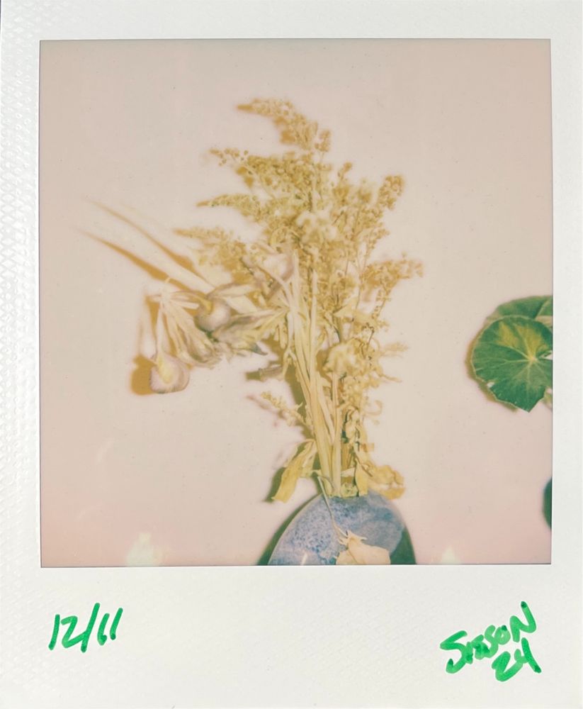 A Polaroid image labeled “12/11 Sisson 24” with a blue vase and dead flowers depicted with a pastel color tone as well as green leaves poking in from the right of the frame on a white background. 