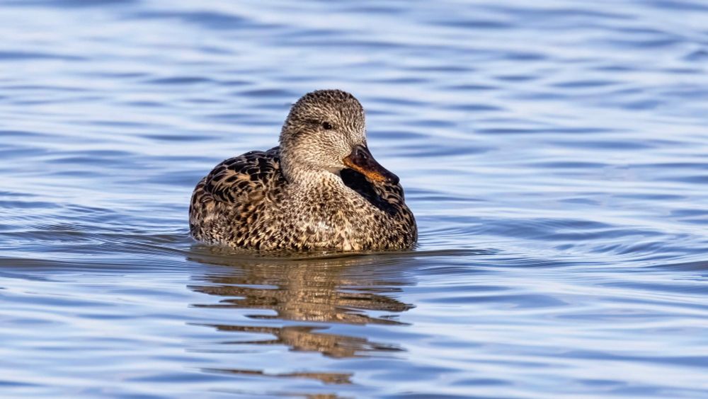 A brownish duck with dark spotting facing toward the viewer on water. 
