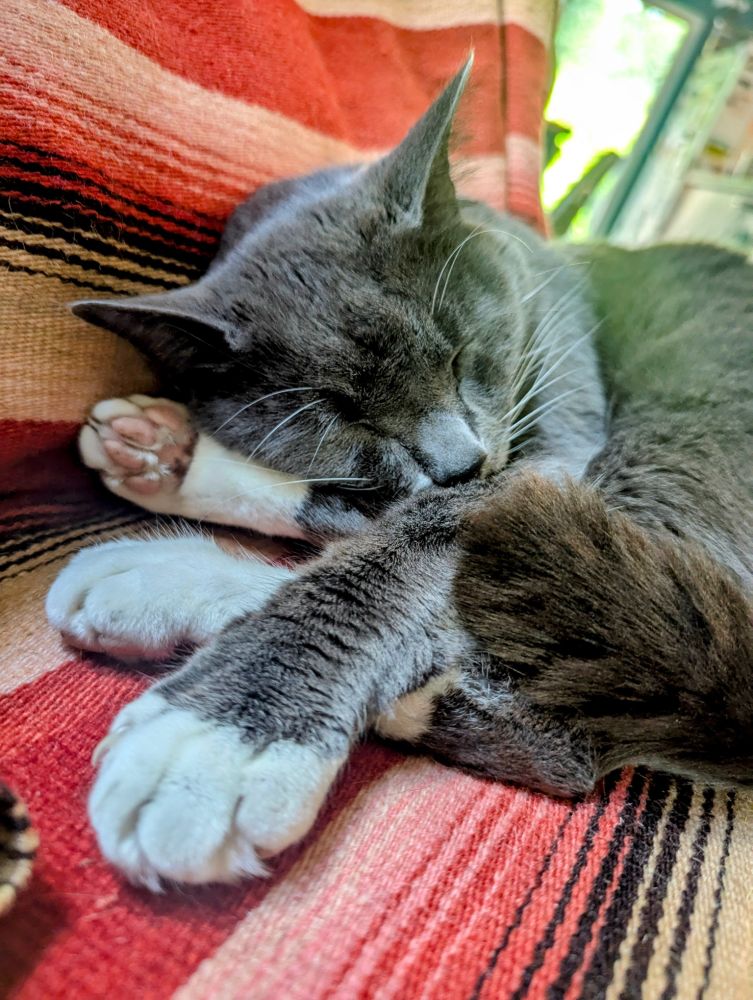 Sleeping cat