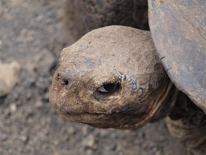close up photo of tortoise looking infuriated