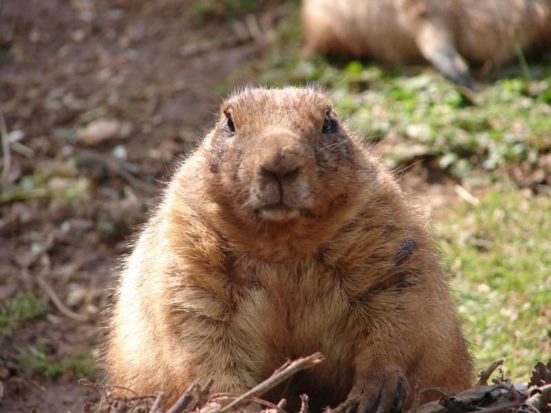 Prairie dog sitting up and looking steamed up