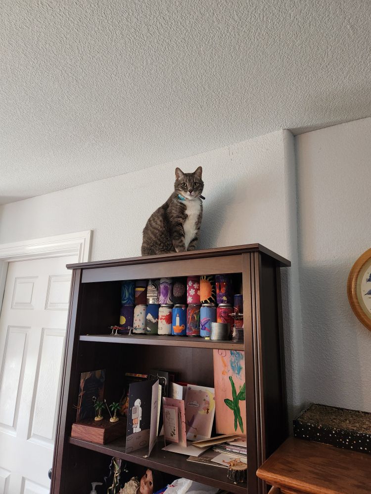 A gray tabby cat with a white bib wearing a blue collar, sitting up on top of a bookcase