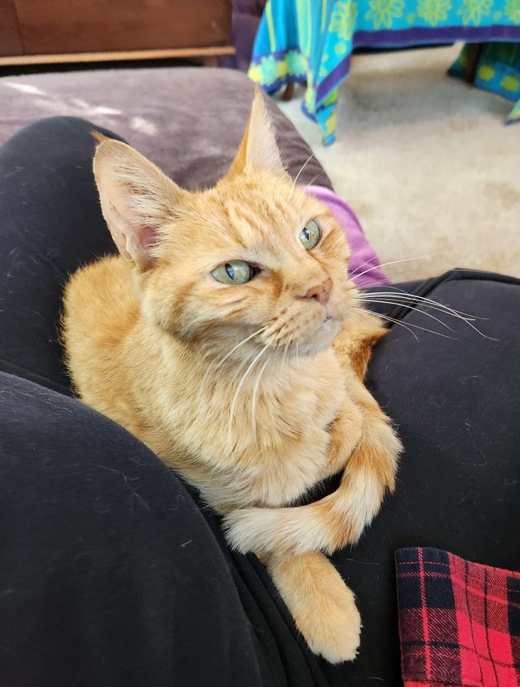 Merlin, a skinny orange tabby, curled in my lap and looking up at where I'm wiggling my fingers off-camera