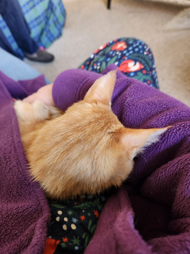 Sweet old Merlin, a skinny orange tabby cat, curled up on my lap under my robe