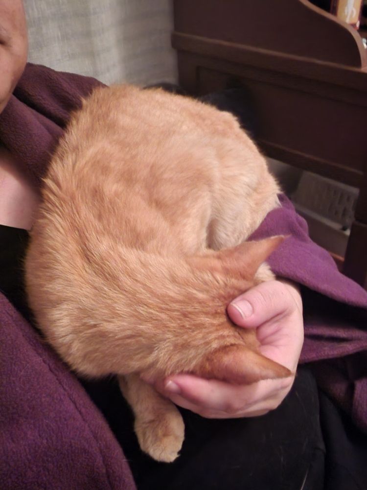 Merlin, a skinny orange tabby, curled into a circle on my chest with his head resting in my hand 