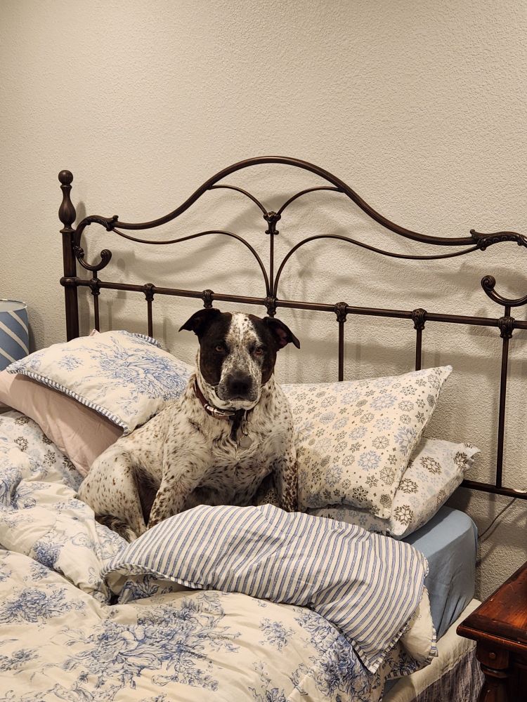 A big, mostly white dog with brown brindle spots and ears, sitting on my guest room bed