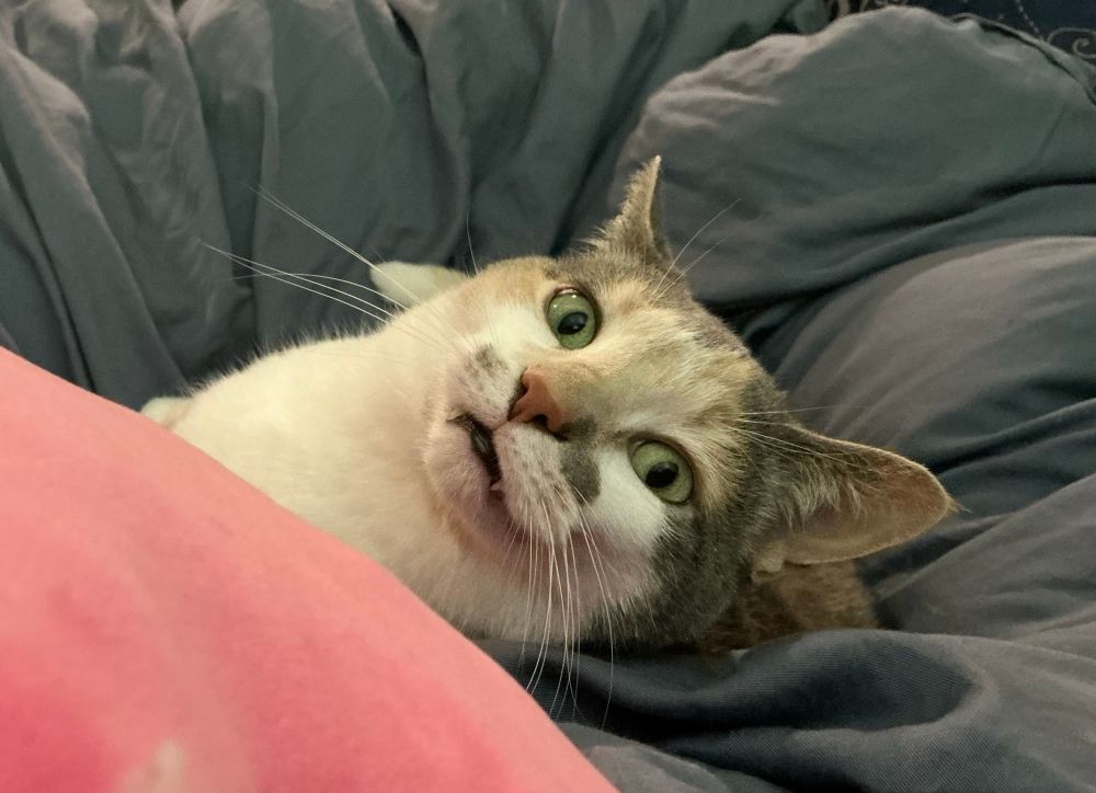 Penelope the cat looking like a very strange vampire cat