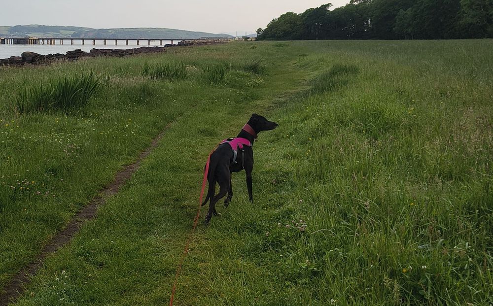 A black lurcher in a pink harness standing on a grassy path, looking off to the right. 