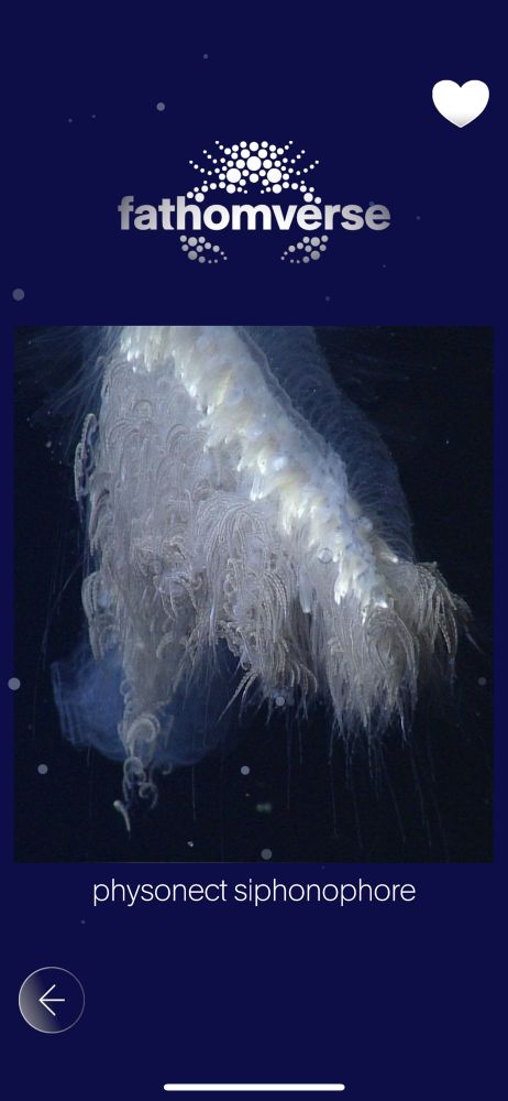 a close up of a physonect siphonophore’s stem and white, frilly tentacles