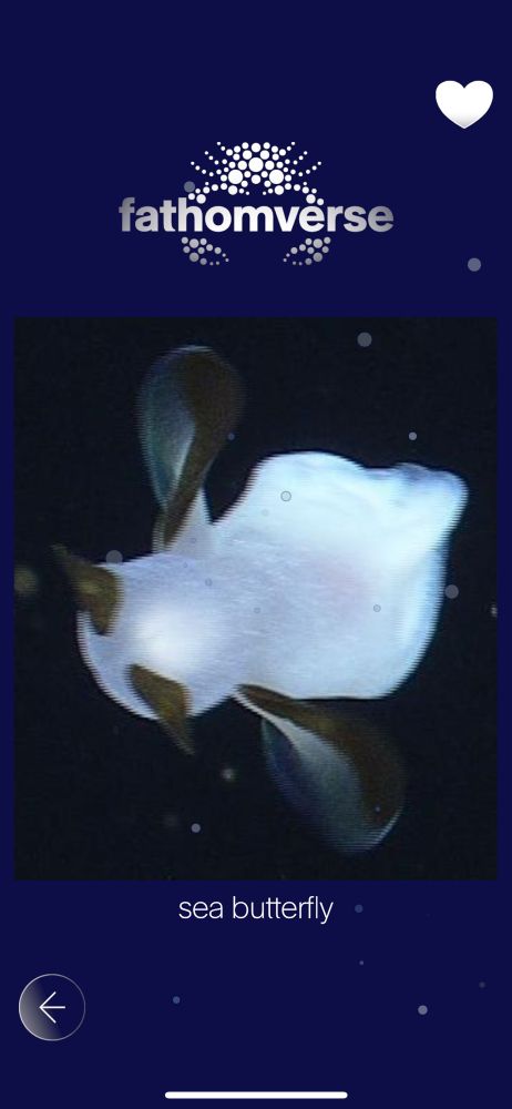 a cute black and white sea butterly somewhat reminiscent of a panda bear in coloration 